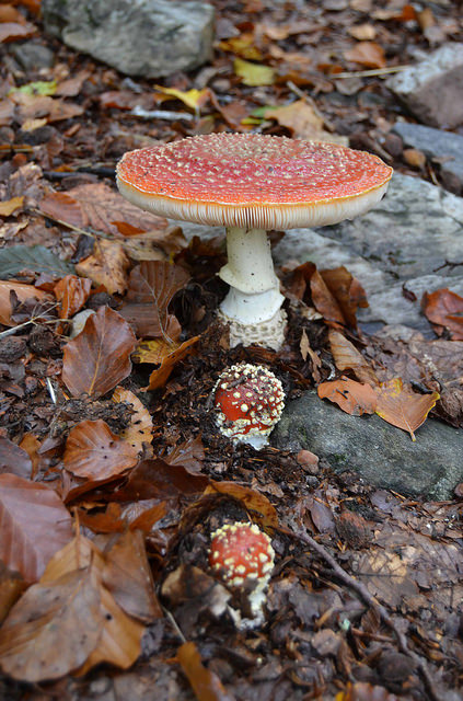 Hayedo de La Pedrosa Amanita Muscaria Otoño Panibericana