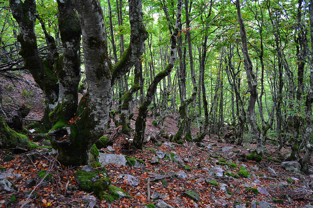 Hayedo de La Pedrosa Segovia Riaza Otoño Panibericana 2