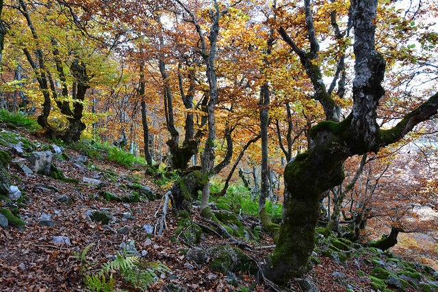 Hayedo de La Pedrosa Segovia Riaza Otoño Panibericana 22