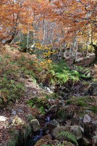 Hayedo de La Pedrosa Segovia Riaza Otoño Panibericana 23