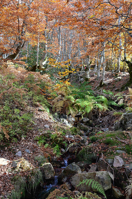 Hayedo de La Pedrosa Segovia Riaza Otoño Panibericana 23