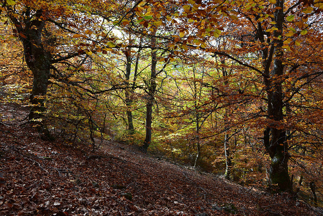 Hayedo de La Pedrosa Segovia Riaza Otoño Panibericana 24