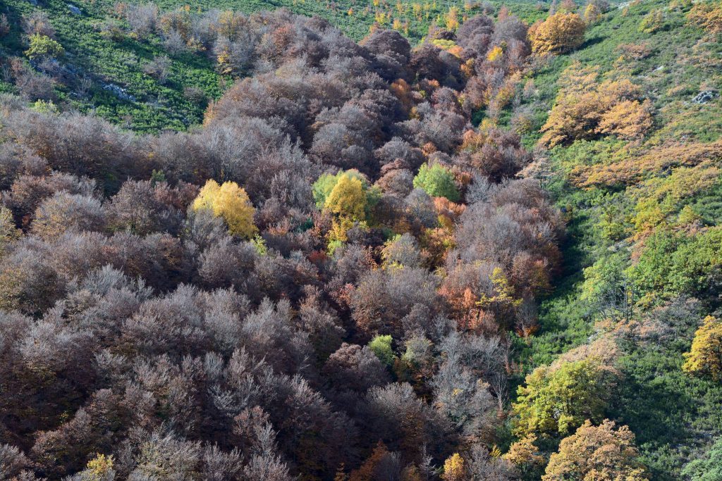 Hayedo de La Pedrosa Segovia Riaza Otoño Panibericana 26