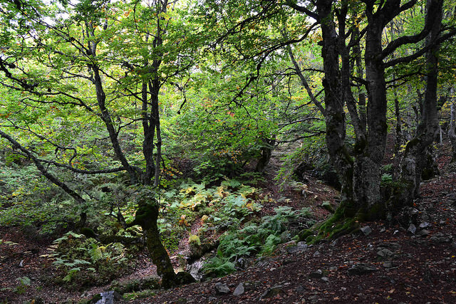 Hayedo de La Pedrosa Segovia Riaza Otoño Panibericana 4
