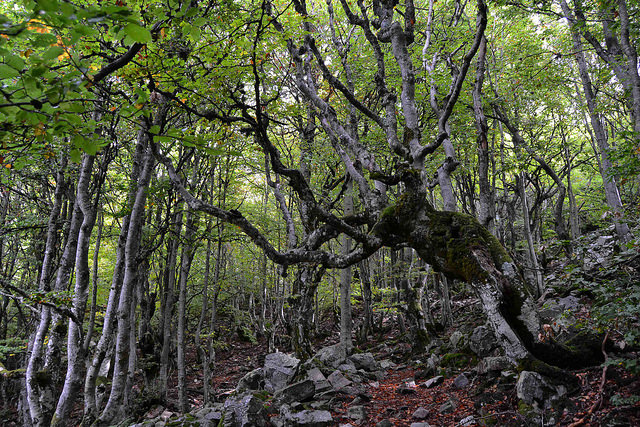 Hayedo de La Pedrosa Segovia Riaza Otoño Panibericana 8