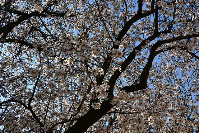 Almendros en flor Quinta de los molinos Madrid Panibericana 3