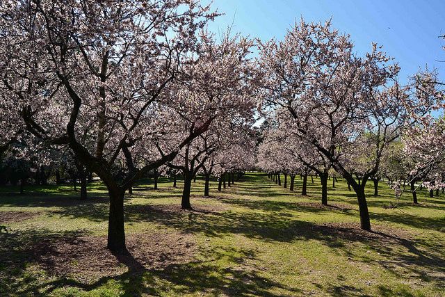 Almendros en flor Quinta de los molinos Madrid Panibericana 5