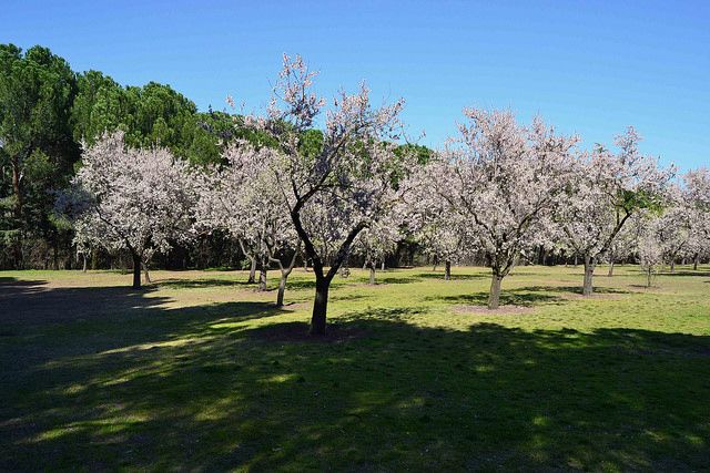 Almendros en flor Quinta de los molinos Madrid Panibericana 6