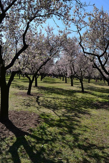 Almendros en flor Quinta de los molinos Madrid Panibericana 7