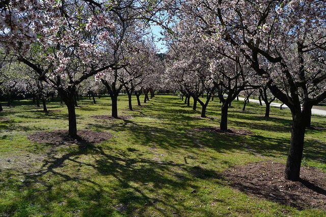 Almendros en flor Quinta de los molinos Madrid Panibericana 8
