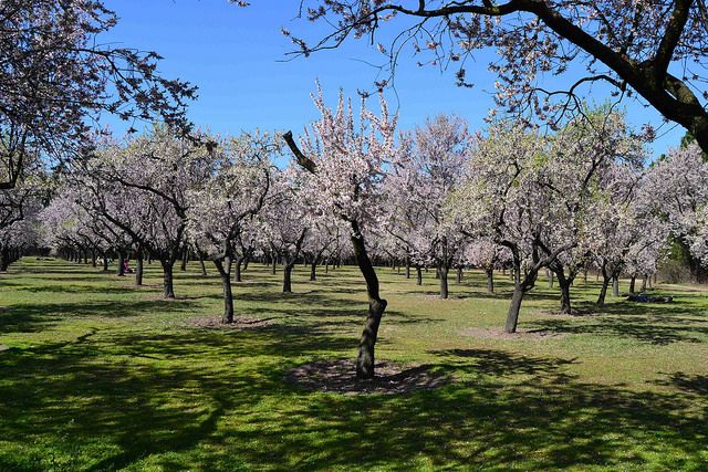 Almendros en flor Quinta de los molinos Madrid Panibericana