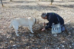 Trufa, España, Soria, Panibericana 3